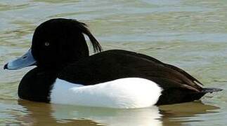 Tufted Duck