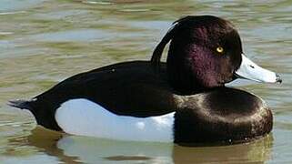 Tufted Duck