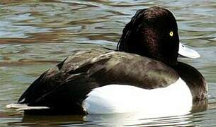 Tufted Duck