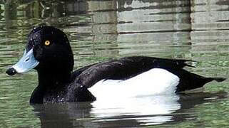 Tufted Duck