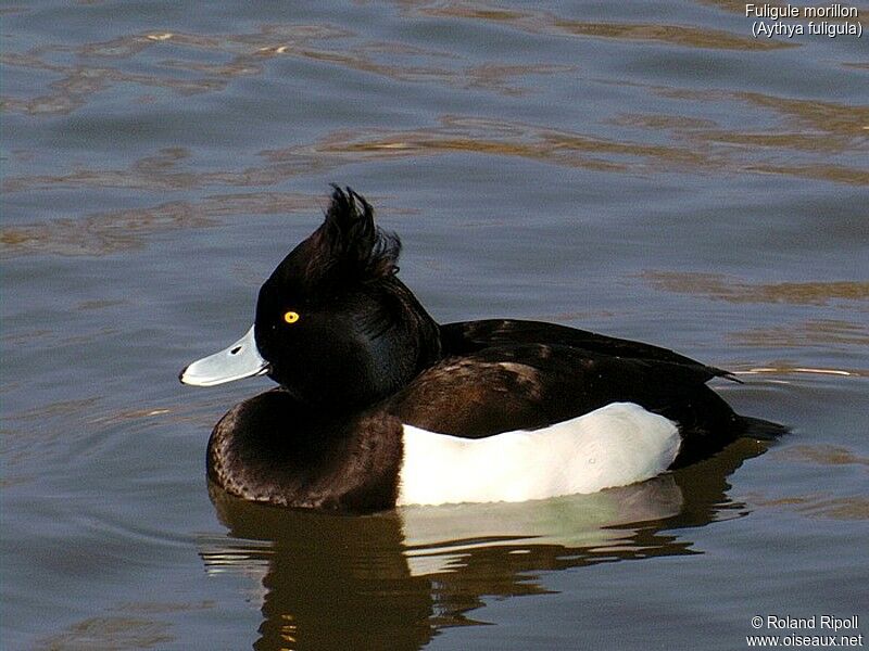 Tufted Duck