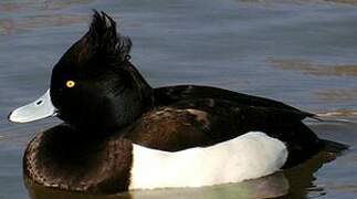 Tufted Duck