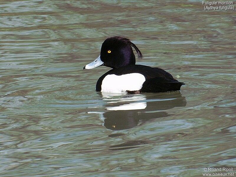 Tufted Duck