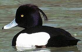 Tufted Duck