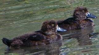 Tufted Duck