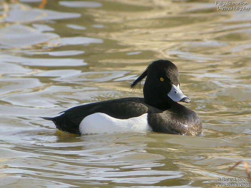 Fuligule morillon