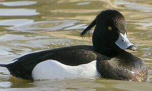 Tufted Duck