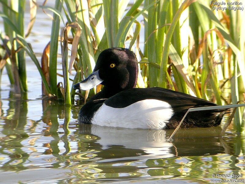 Fuligule morillon