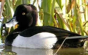 Tufted Duck