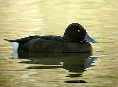 Ferruginous Duck