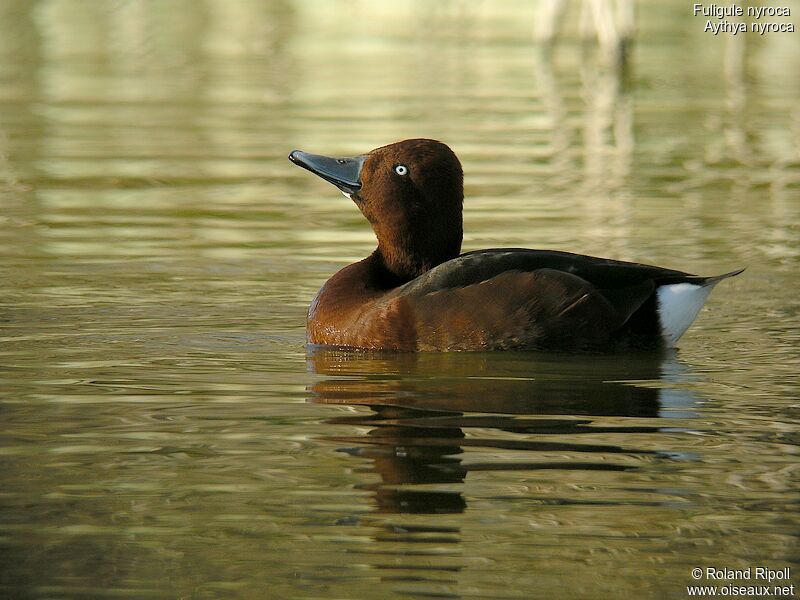 Ferruginous Duck male adult