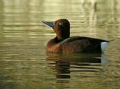 Ferruginous Duck