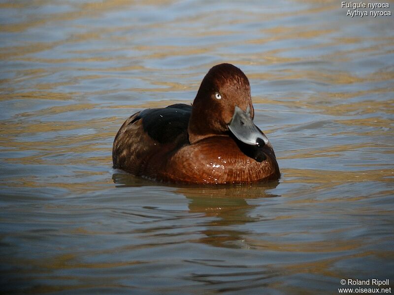 Ferruginous Duck male adult