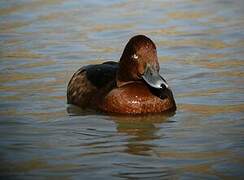 Ferruginous Duck