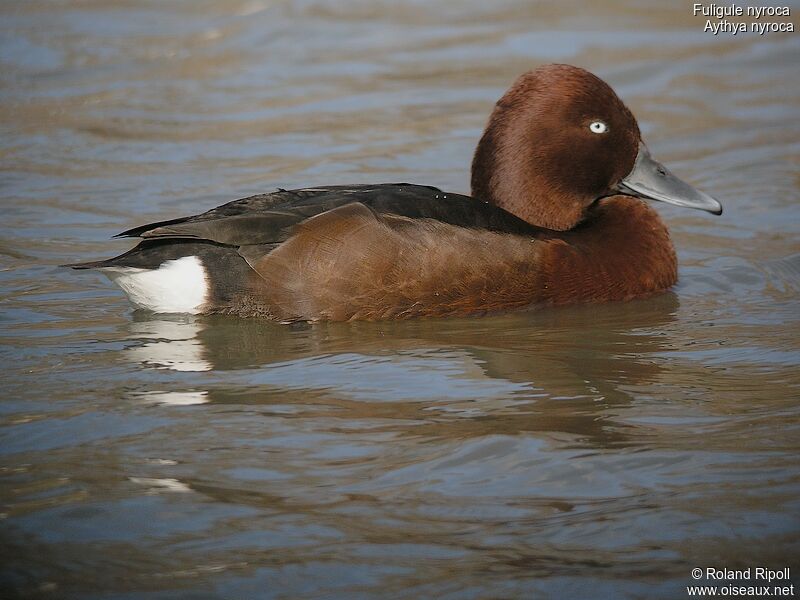 Ferruginous Duck male adult, identification