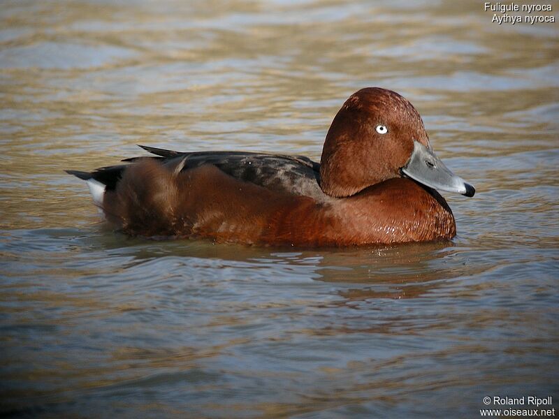 Ferruginous Duck male adult