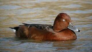 Ferruginous Duck