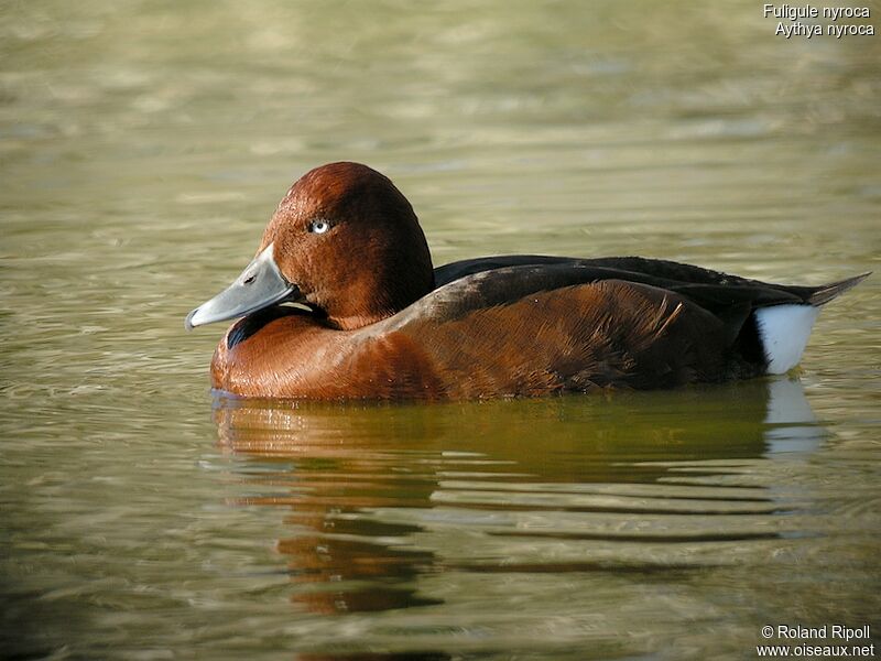 Ferruginous Duck male adult