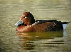 Ferruginous Duck