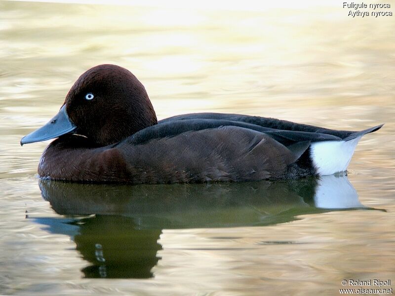 Ferruginous Duck male adult