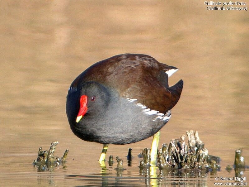 Common Moorhen