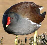 Common Moorhen