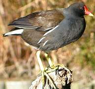 Gallinule poule-d'eau