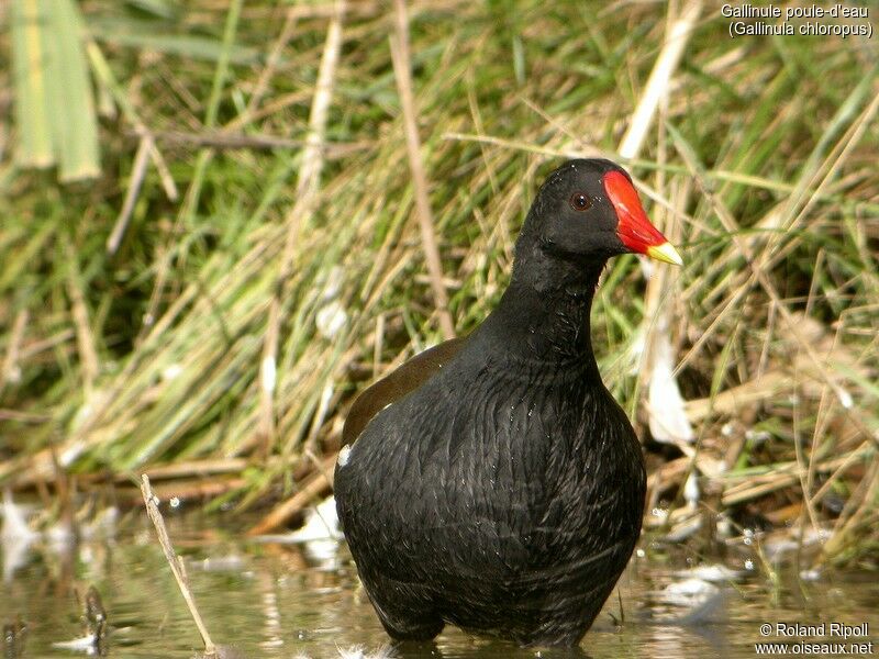 Common Moorhen