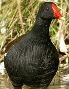 Gallinule poule-d'eau