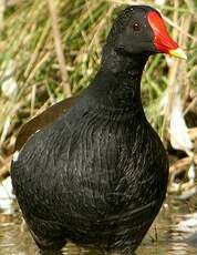 Gallinule poule-d'eau