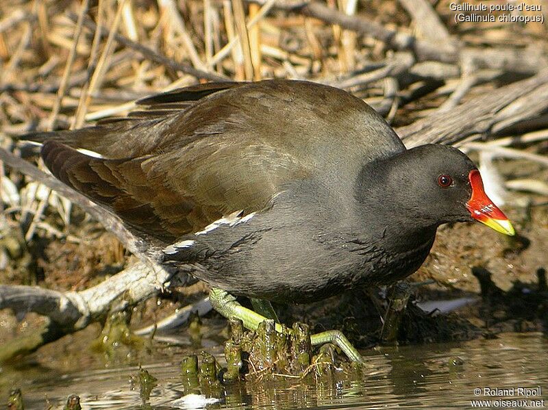 Gallinule poule-d'eau