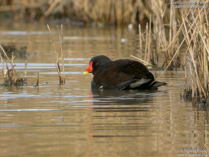 Common Moorhen