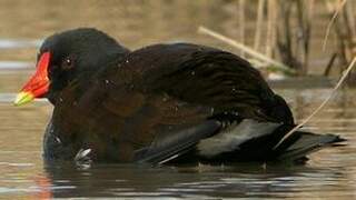 Gallinule poule-d'eau