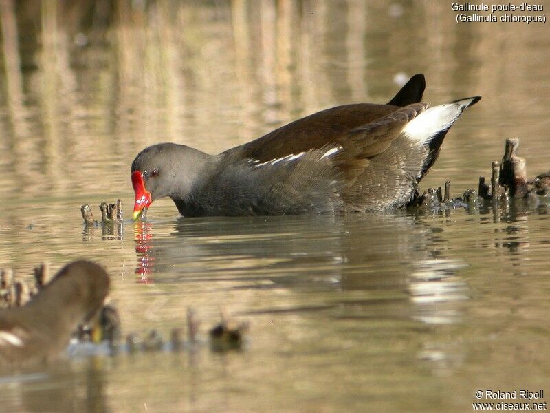 Gallinule poule-d'eau