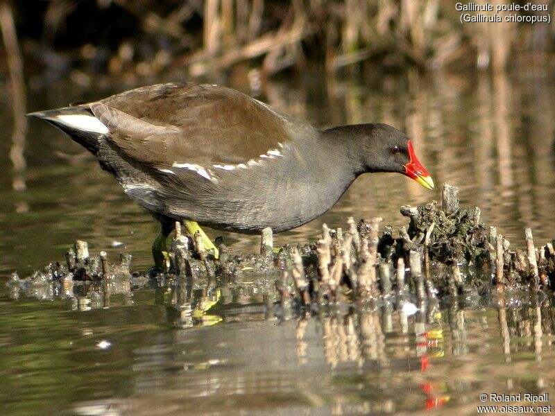 Gallinule poule-d'eau