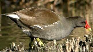 Gallinule poule-d'eau