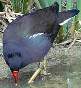 Gallinule poule-d'eau