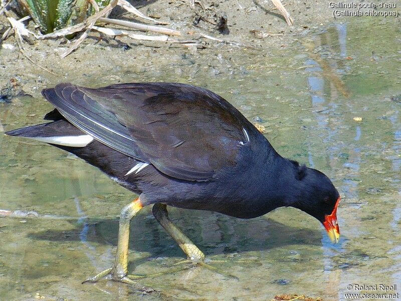 Gallinule poule-d'eau