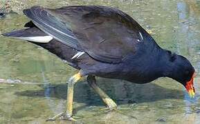 Common Moorhen