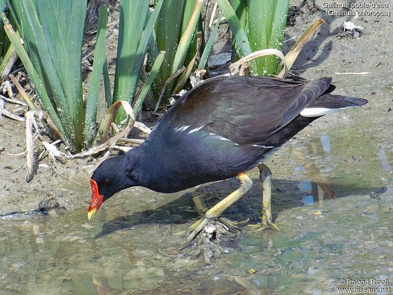 Gallinule poule-d'eau