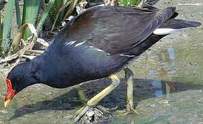 Gallinule poule-d'eau