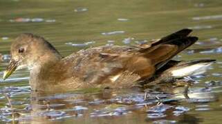 Gallinule poule-d'eau