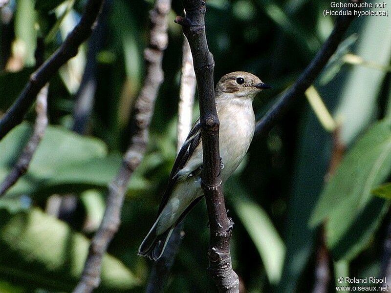 European Pied Flycatcher