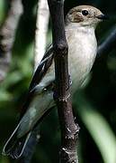 European Pied Flycatcher