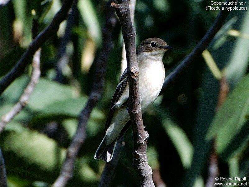 European Pied Flycatcher