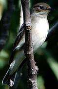 European Pied Flycatcher