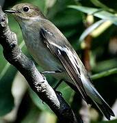 European Pied Flycatcher