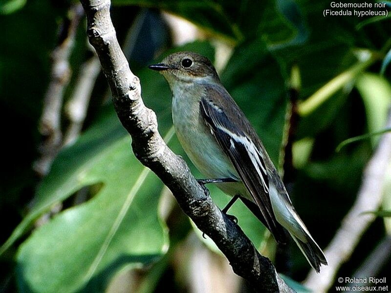 European Pied Flycatcher