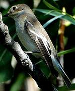 European Pied Flycatcher