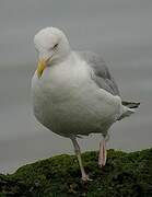 European Herring Gull